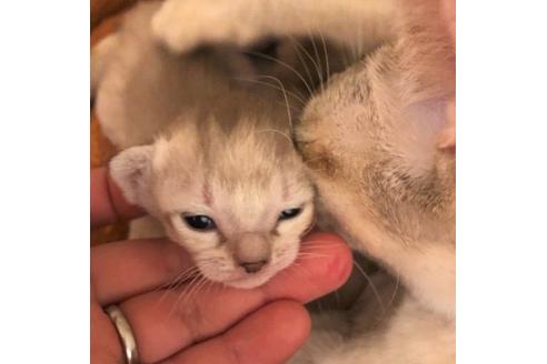 成約済の大阪府のシンガプーラ-6359の2枚目